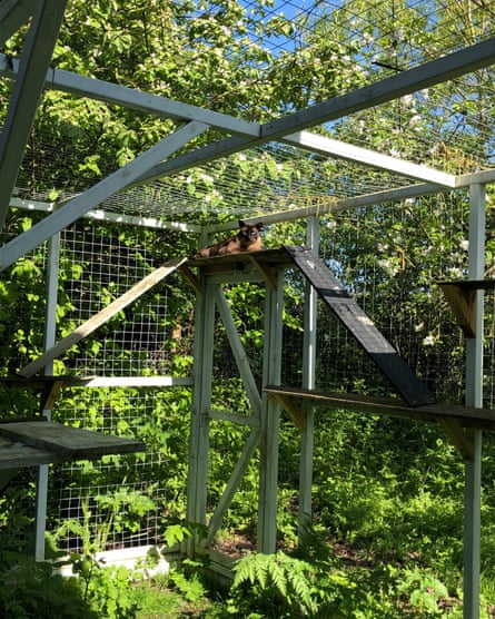 A brown cat lounging in his catio