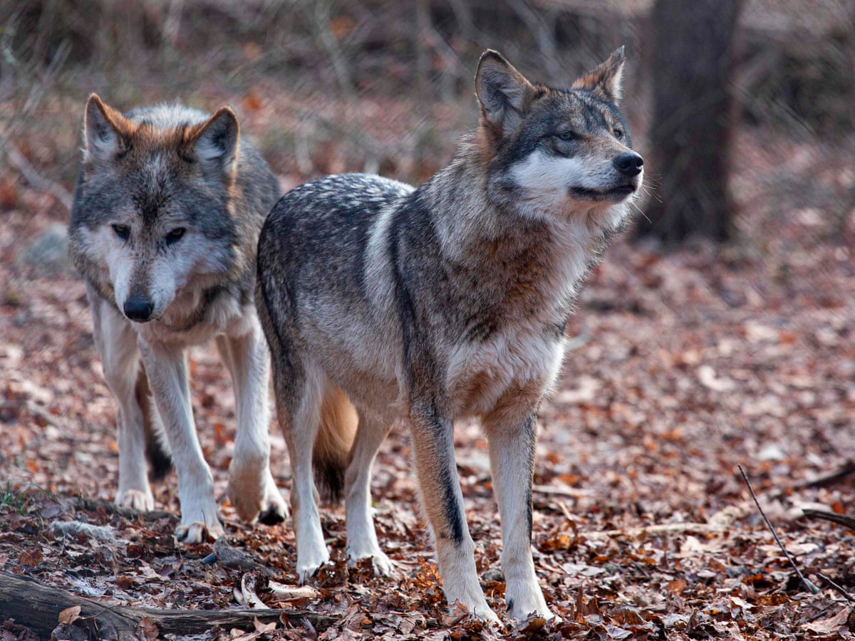 Rarest subspecies of wolf in North America sees population almost double in five years | US news | The Guardian