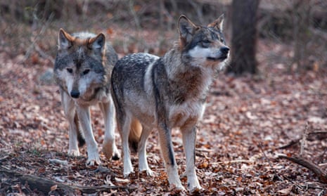 Two Mexican wolves named Valentia and Diego walk inside a cage at a Wolf Conservation Center on December 6, 2020 in South Salem, New York.