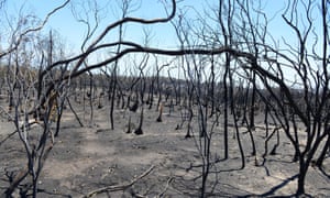 Charred trees and bushes stand amid the aftermath of a bushfire near One Tree Hill in the Adelaide Hills in January 2015.