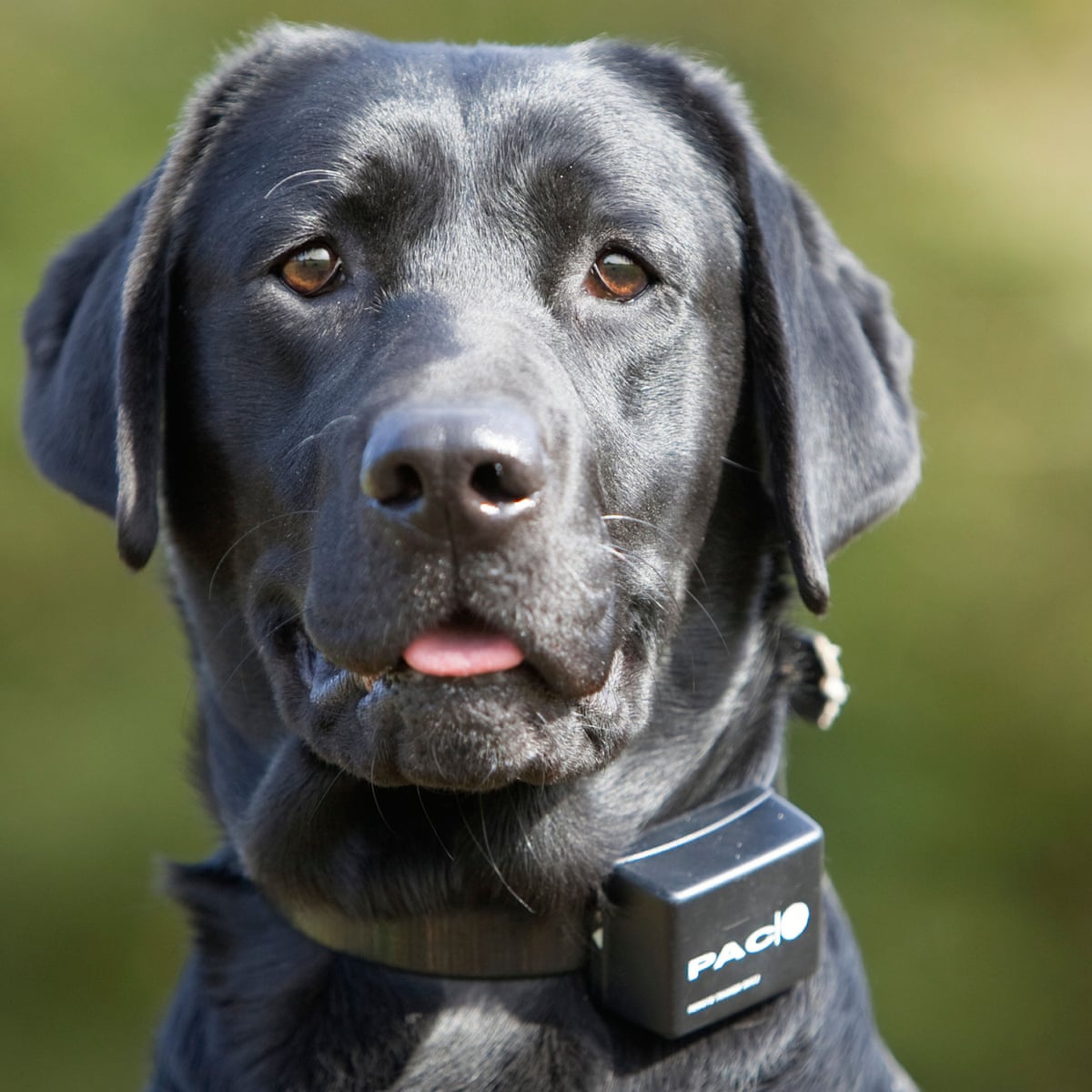Shock tactics: can electric dog collars ever be ethical? | Dogs | The  Guardian
