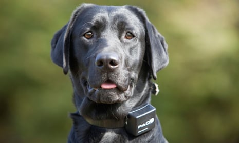 A labrador retriever wearing an electric dog collar