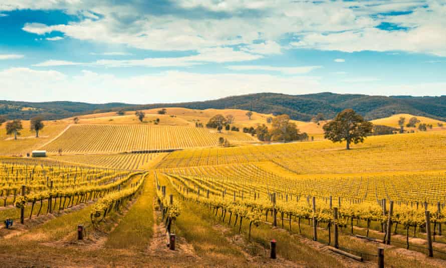 Vallée viticole à BarossaVallée viticole pittoresque à Barossa, Australie du Sud.  Effet tonifiant appliqué