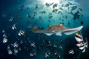 A grey ray with a white underside swims towards the camera through a school of black, white and yellow striped fish. The sun is shining through the water directly above the ray and the surrounding ocean appears dark blue