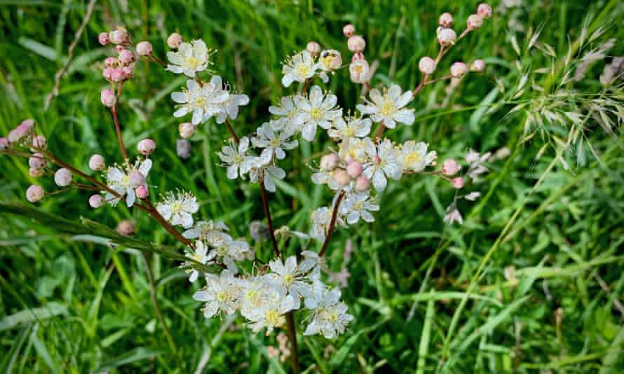 Dropwort, Fillipendula vulgaris