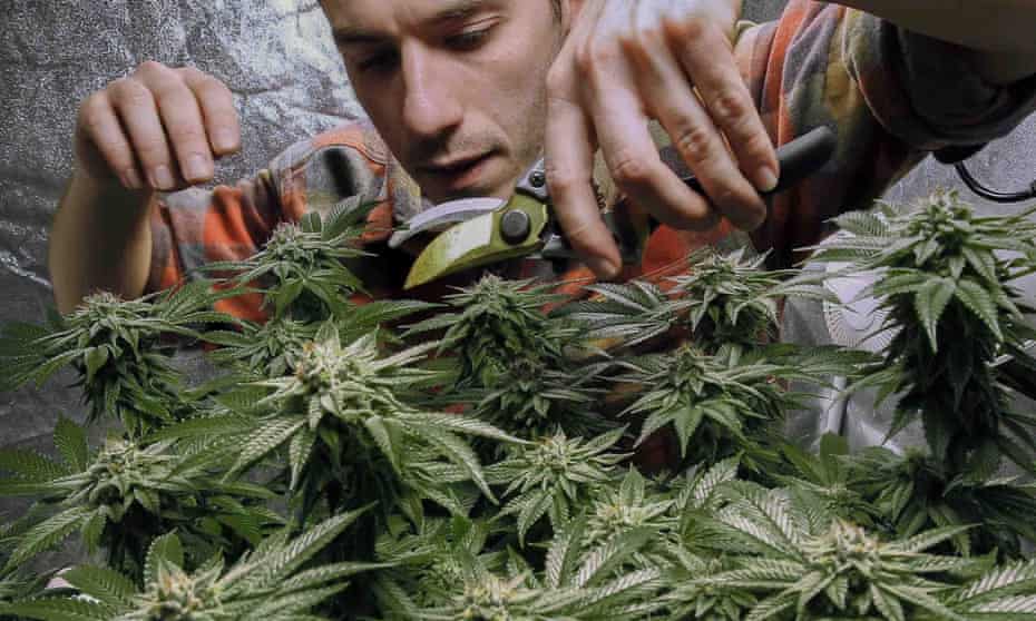 James MacWilliams prunes a marijuana plant that he is growing indoors in Portland, Maine. New York has failed in recent years to pass marijuana legalization.