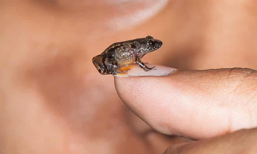 This photograph shows a 13.6mm Vijayan's night frog (Nyctibatrachus pulivijayani) on a fingernail. In recent years scientists have discovered four new species of miniature night frogs small enough to sit on a fingernail, in expeditions to a remote part of India.