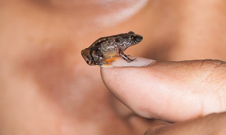 This photograph shows a 13.6mm Vijayan’s night frog (Nyctibatrachus pulivijayani) on a fingernail. In recent years scientists have discovered four new species of miniature night frogs small enough to sit on a fingernail, in expeditions to a remote part of India.