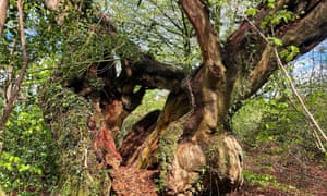 The Flitton Oak, Devon