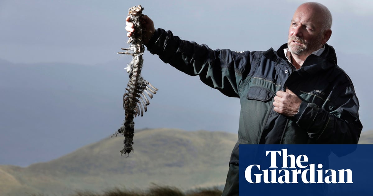 ‘I’m used to people thinking I’m lying’: are Scotland’s sea eagles killing hundreds of lambs? | Conservation ‘I’m used to people thinking I’m lying’: are Scotland’s sea eagles killing hundreds of lambs? | Conservation