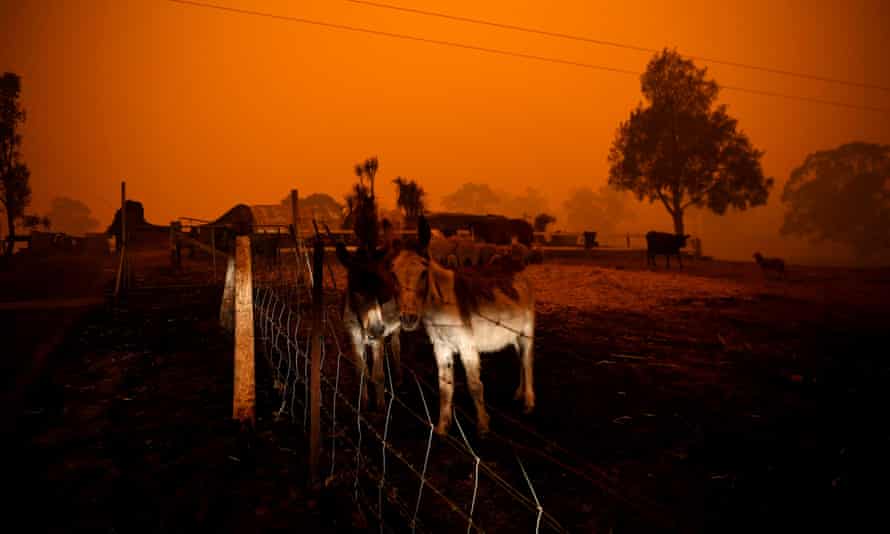 Animals stand near a destroyed house in Cobargo, NSW during the Black Summer bushfires in January 2020.