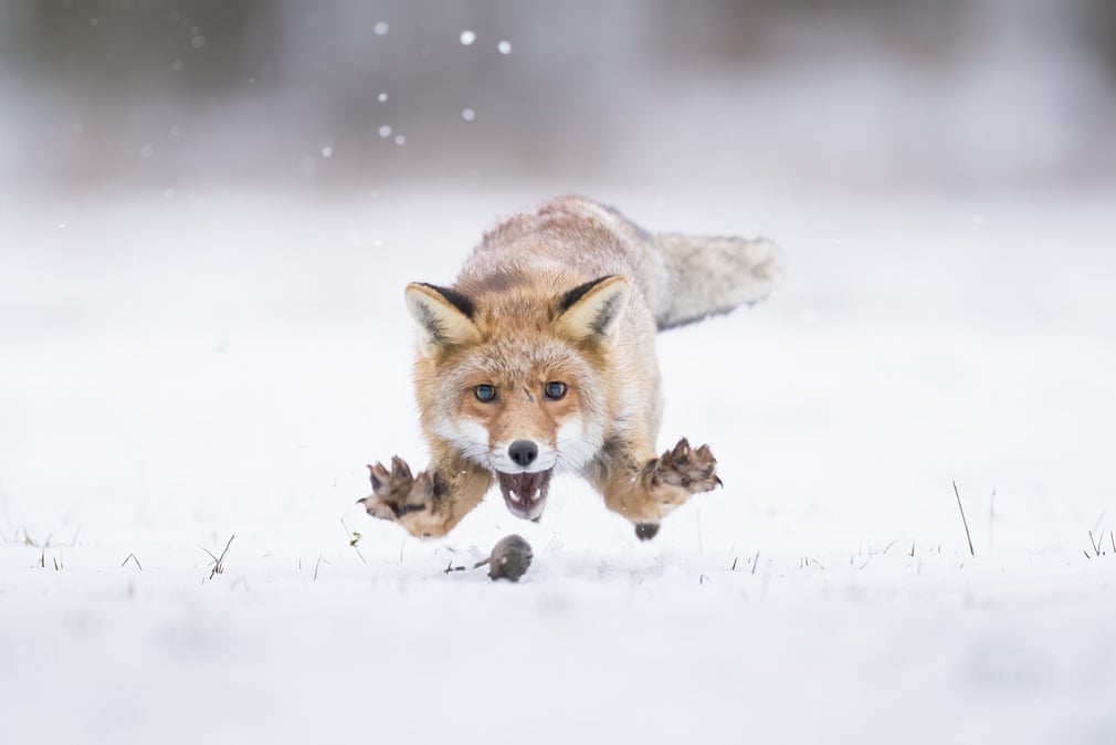 The Week in Wildlife. 3200