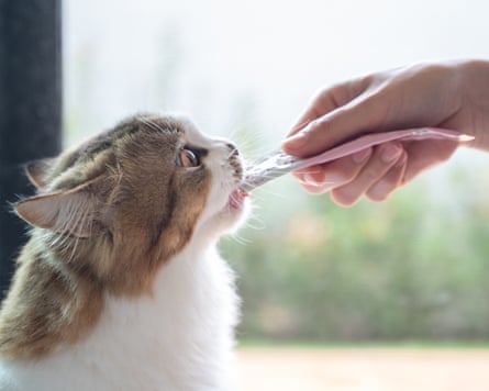 Beautiful cat slurps down the contents of a plastic pouch, offered by a human hand