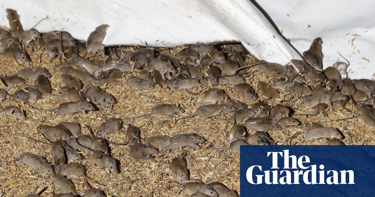 Mouse Plague Escalates in Western Australia's Grain Belt