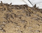 Mouse plague hits WA grain farmers as numbers surge in SA: ‘You literally can’t get away from them’
