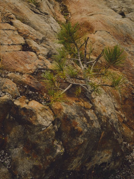 A small sapling seen growing on a rocky slope