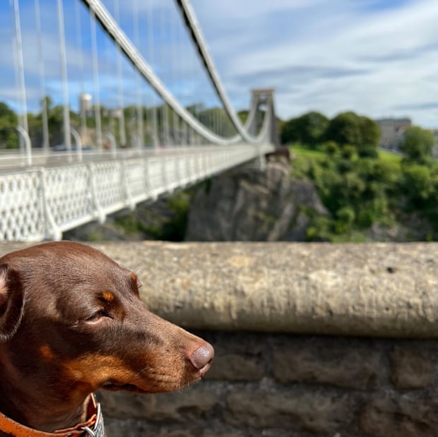 Willow, the miniature dachshund, visits the Clifton suspension bridge