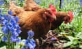 Two hens in a woodland garden with bluebells