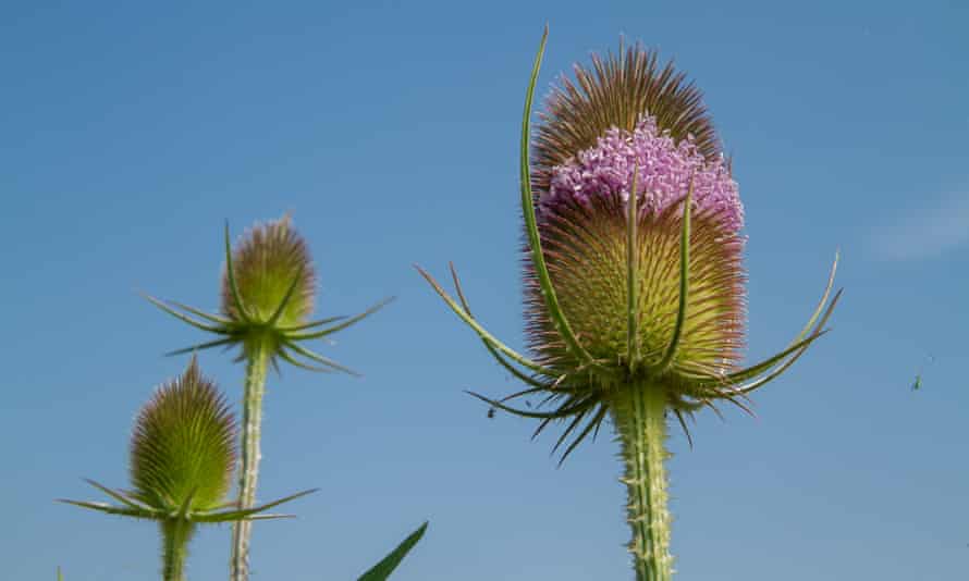 A teasel plant