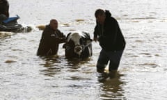 Stranded cattle are rescued from a farm after storms caused flooding and landslides in British Columbia, Canada.