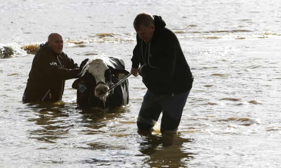 Stranded cattle are rescued from a farm after storms caused flooding and landslides in British Columbia, Canada.