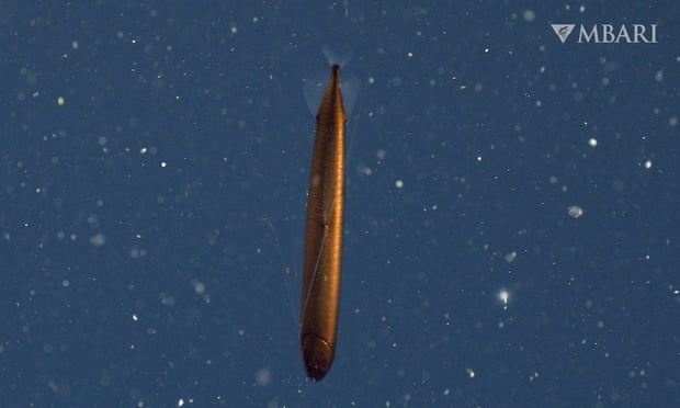 A highfin dragonfish observed by MBARI’s remotely operated vehicle outside of Monterey Bay.