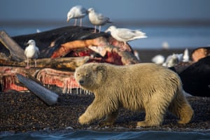 A young polar bear prepares to feast on the remains of a bowhead whale, harvested legally by whalers during their annual subsistence hunt, just outside the Inupiat village of Kaktovik, Alaska.