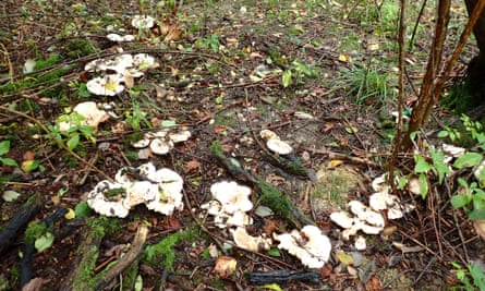 A ring of fungi, probably milkcaps, that is a single organism.