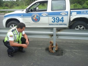 A transport officer kneels next to a sloth holding on to the post of a traffic barrier on a highway in Quevedo, Ecuador