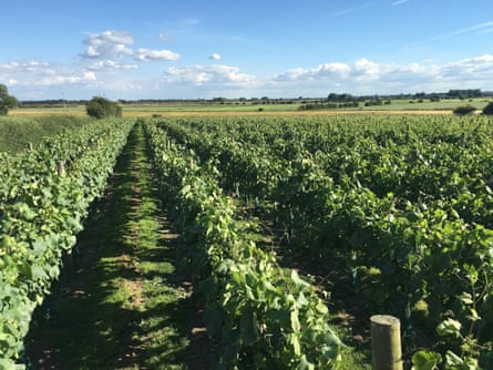 Vines at Laurel Vines, north of Beverley, Yorkshire, UK.
