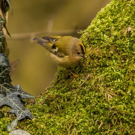 La crête d'orM7GRDX Goldcrest