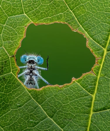 Azure damselfly poking its head through a hole in a leaf, waving