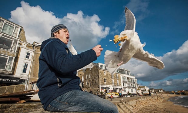 Herring gull (Larus argentatus) snatching food from man’s hand in St Ives, Cornwall.