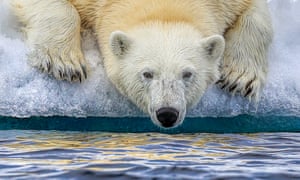 A polar bear drinks Arctic water in Svalbard, Norway
