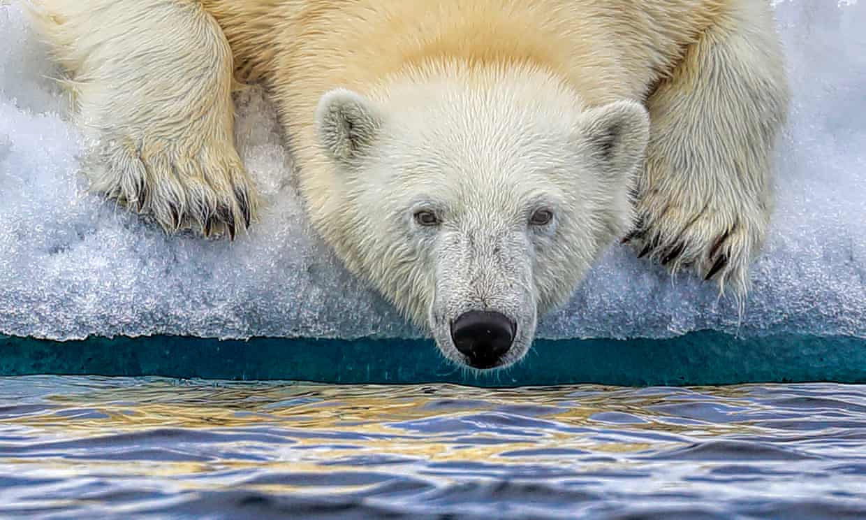 Arctic sea ace will disappear