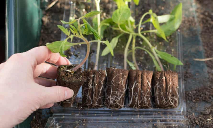 Buying plants by mail order what are your tips? Consumer affairs The Guardian Buying plants by mail order what are your tips? Consumer affairs The Guardian