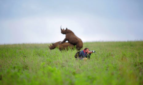 Mating rhinos behind a photographer facing the other way