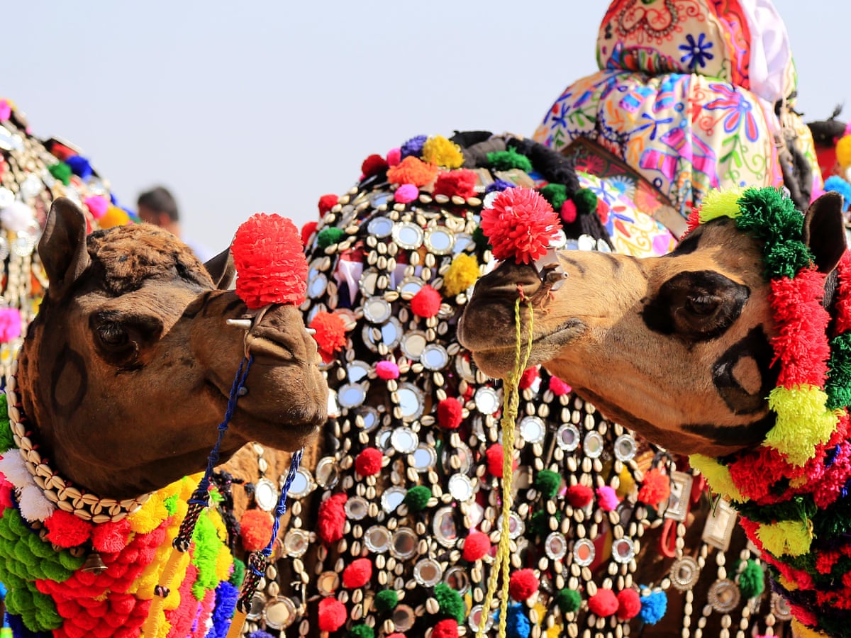 Pushkar camel fair changing from market to heritage attraction | Rajasthan  holidays | The Guardian