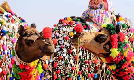Camels perform in a decoration competition at the Pushkar camel fair in Pushkar, Rajasthan, India, on 17 November 2018.