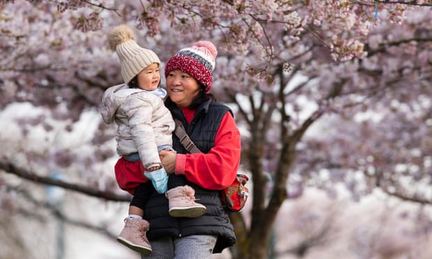 A woman and child surrounded by cherry blossoms.