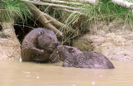 Beaver comeback: beavers in a fenland reserve in Kent. A record number of beavers will be released into sites in England and Wales by wildlife trusts this year.