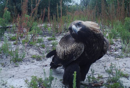 Stickybeak: a wedge-tailed eagle looks into a camera on Kangaroo Island.