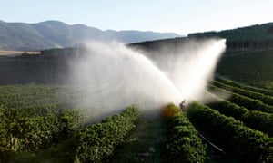 Coffee From Rainforest Alliance Farms In Brazil Linked To Exploited Workers Guardian Sustainable Business The Guardian