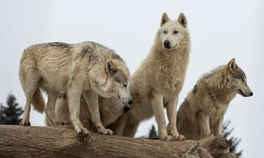 ‘According to the most recent data, there are only 108 wolves in Washington state, 158 in Oregon, and 15 in California. Wolves are functionally extinct in Nevada, Utah, and Colorado.’