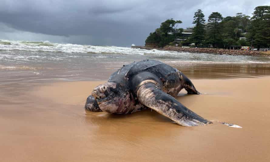 La tortuga tumbada en la playa de Avoca