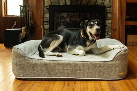 A dog resting on a Znooz Orthopedic Bed