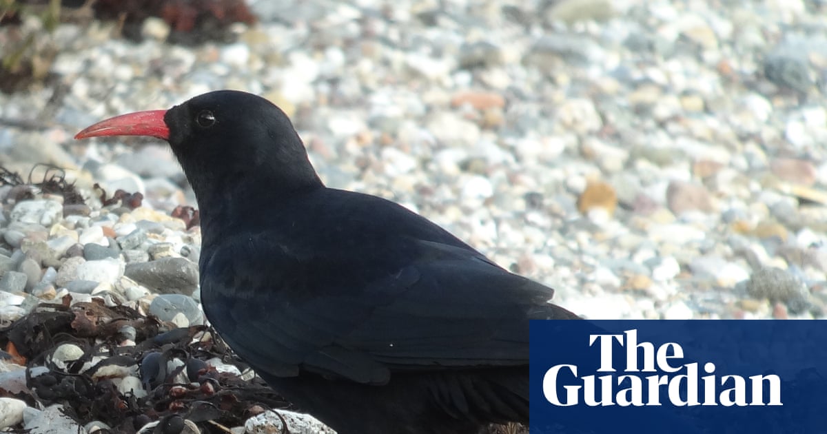 Country diary: There’s a seaweed party going on on the storm beach | Tim Earl