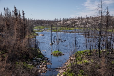 Burnt pine trees around a lake