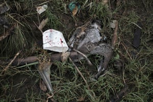A dead pelican lies in the rubbish of the Tarcoles river, Costa Rice, one of the most polluted basins in Central America.