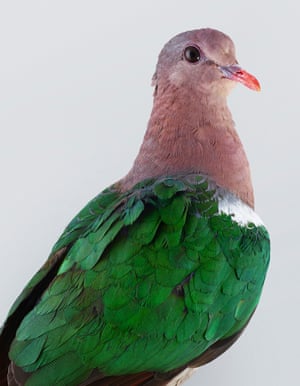 Emerald dove